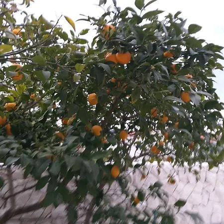 Mira