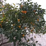 Mira