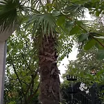Mira